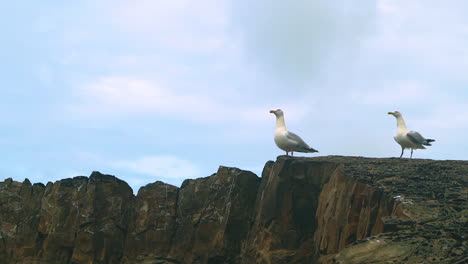 Single-Seagull-sitting-on-a-rock-by-the-sea-followed-closely-by-another-that-lands-next-to-it