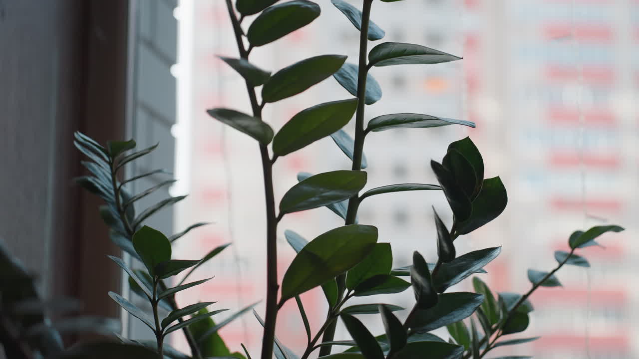 close up of vibrant green tree leaves growing indoors near window with soft daylight illuminating them while blurred modern residential building stands in background outside window