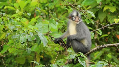 Cute-Thomas's-langur-sits-on-a-branch-amidst-lush-green-Sumatra-Forest---Medium-shot