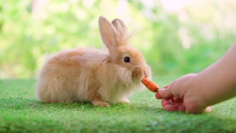 encantador conejo de pascua conejo esponjoso sentado en la hierba y la gente alimenta zanahoria con fondo de naturaleza bokeh verde. conejo de color naranja. concepto de alimentos vegetales para animales.