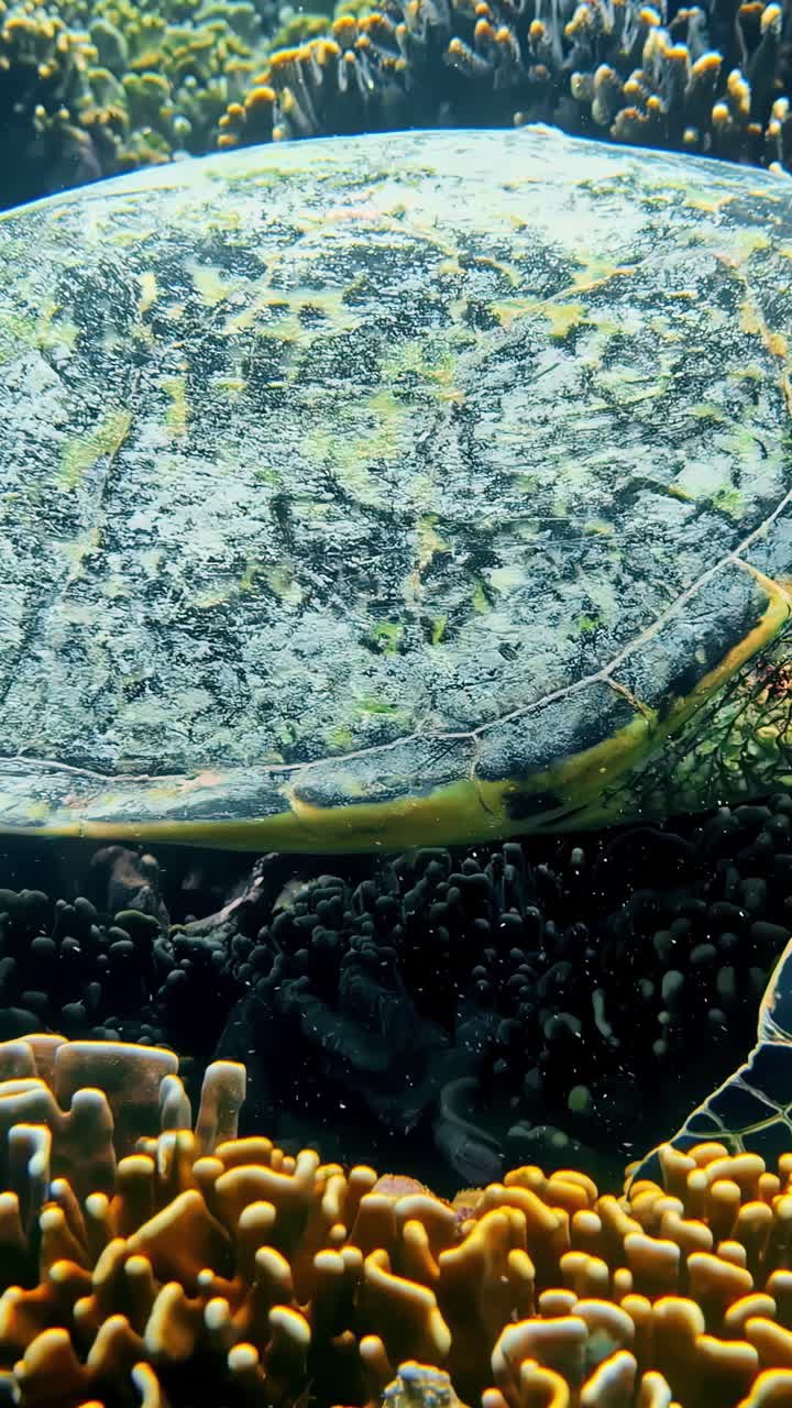 Primo piano di una tartaruga marina verde appoggiata su una barriera corallina, che mostra la pinna decorata e la texture del guscio in acque tropicali limpide, un momento di calma nella fauna marina