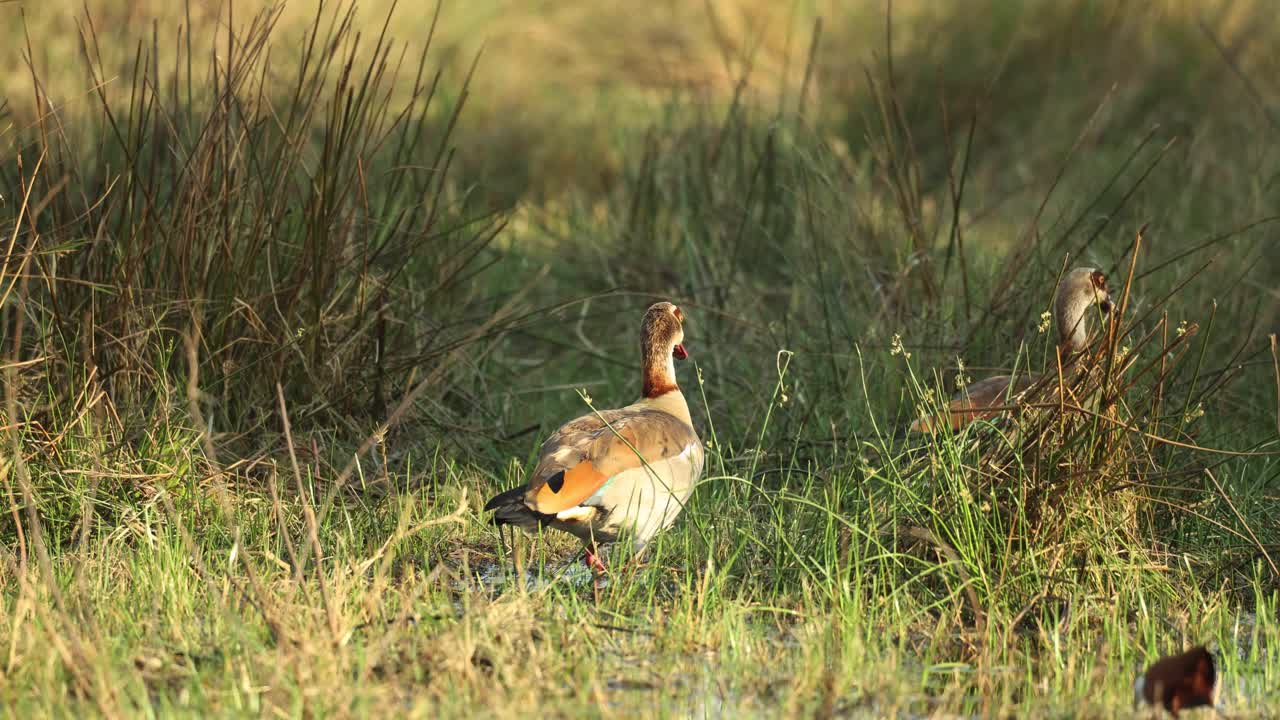 dos gansos egipcios y un jakana caminando con luz lateral junto al río khwai, botswana