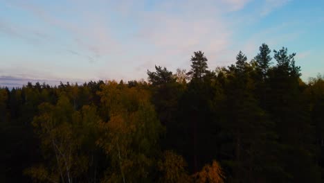flying over treetops of a versant autumn forest