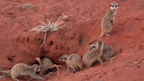 Group-of-cute-meerkats-dig-for-food-in-red-sand-of-the-Kalahari-desert