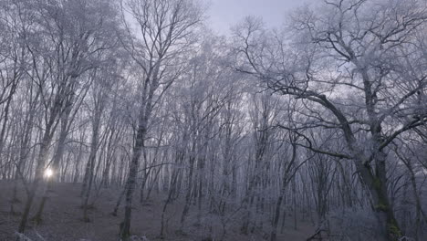 árboles-Blancos-En-El-Bosque-Helado-Con-El-Sol-De-La-Mañana-Saliendo-Contra-Un-Cielo-Azul-Con-Algunas-Nubes