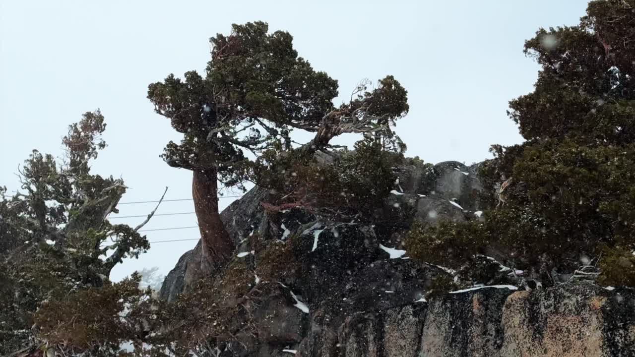 Palisades Tahoe ski resort aerial tram base to base High Camp gondola Squaw Valley California winter blizzard White Fir Jeffrey pines Juniper Broccoli Trees Truckee boulder rock cliffside static