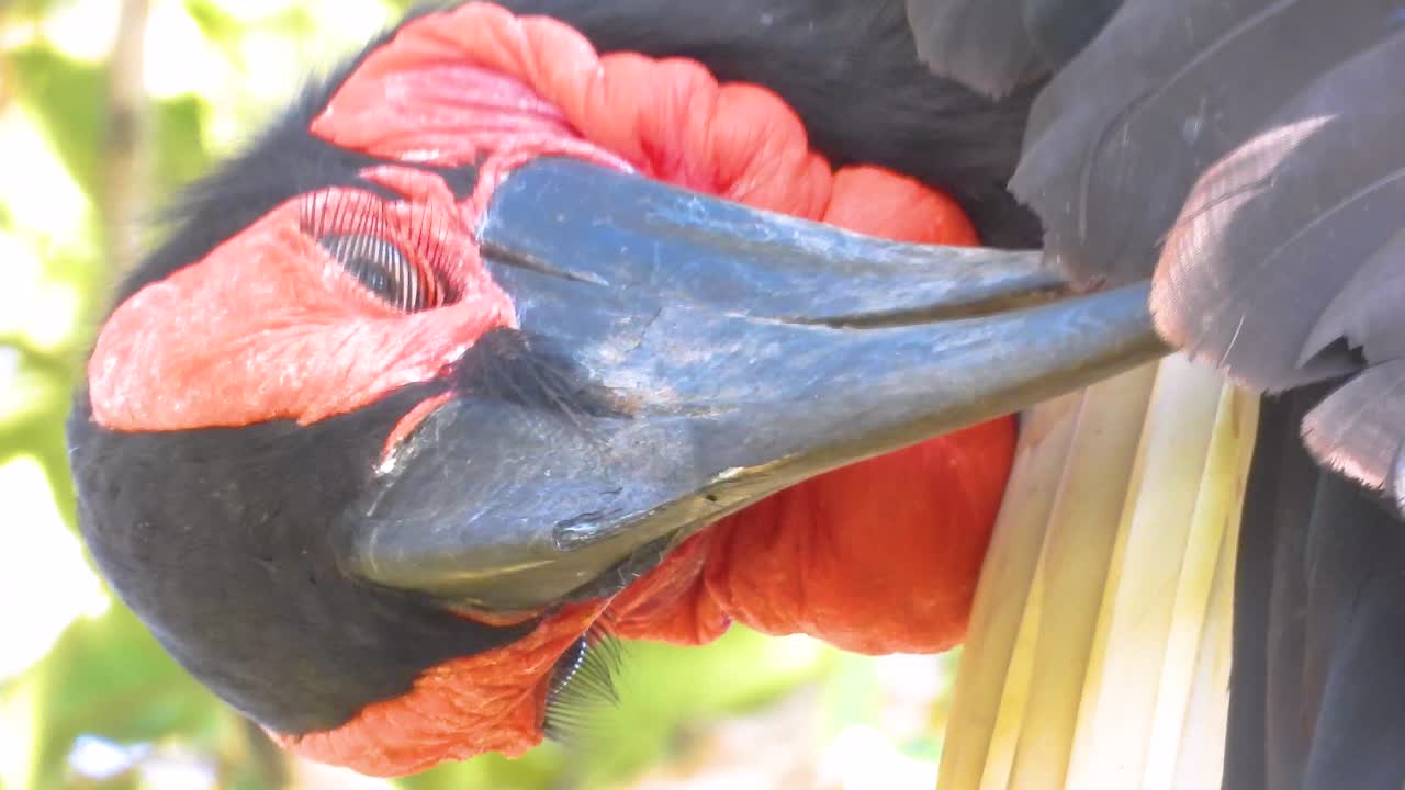 Ground hornbill bird in Africa, close up vertical view