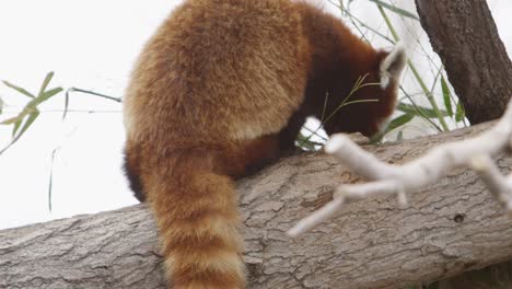 Roter-Panda-Schwanz-Schwenken-Nach-Oben-Zeigen