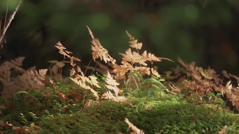 Dry-fern-leaves-on-the-carpet-of-soft-green-moss-are-backlit-by-the-morning-sun