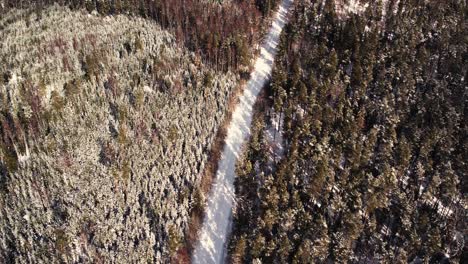 Vista-Aérea-De-Un-Dron-Volando-Sobre-Un-Camino-Forestal-En-Invierno