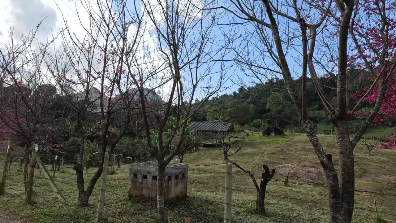 에 있는 체리 꽃과 오래된 구조물