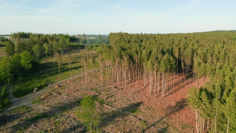 drone shot of deforested dead dry spruce forest hit by bark beetle in damaged czech countryside surrounded by glade with stumps