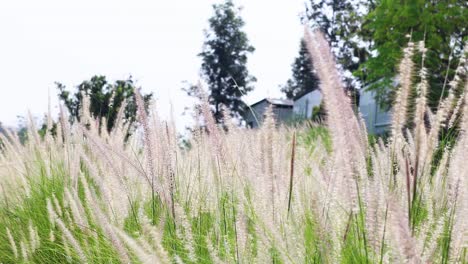 wind swaying grass in a tranquil field