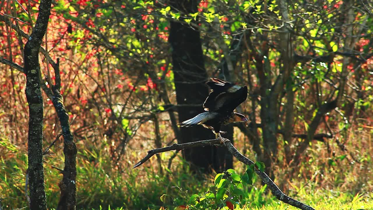 el caracara de cresta se quita de la rama y persigue a la presa