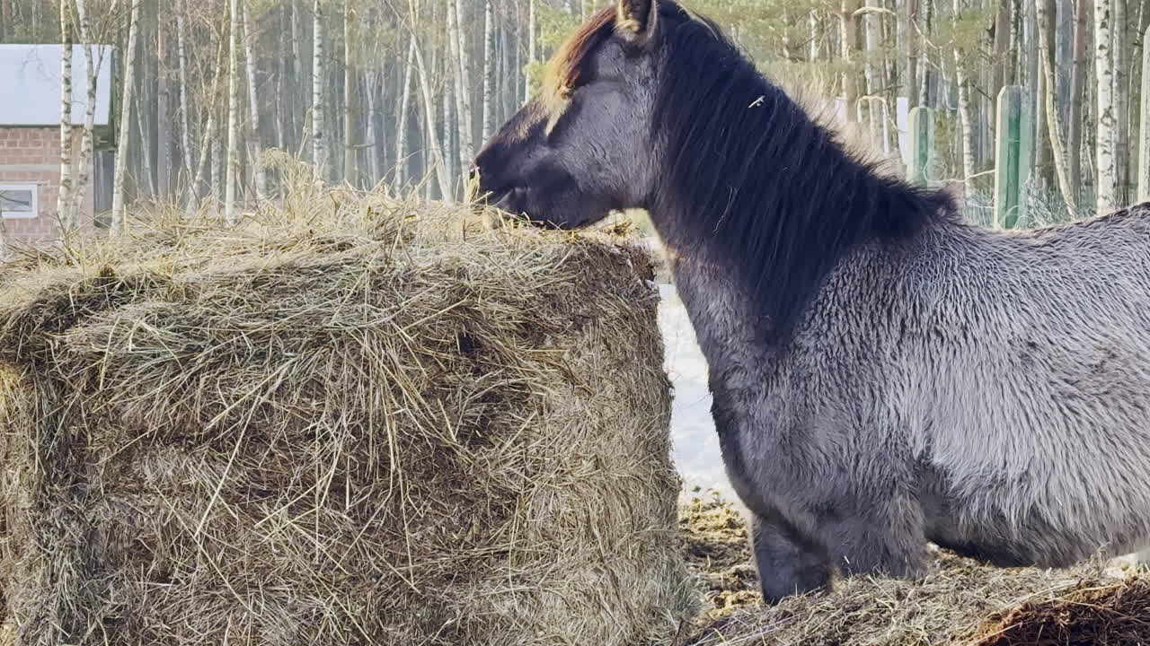 Cavalo alimentando-se de feno em um celeiro durante o dia em uma fazenda com áreas cercadas e árvores ao fundo.