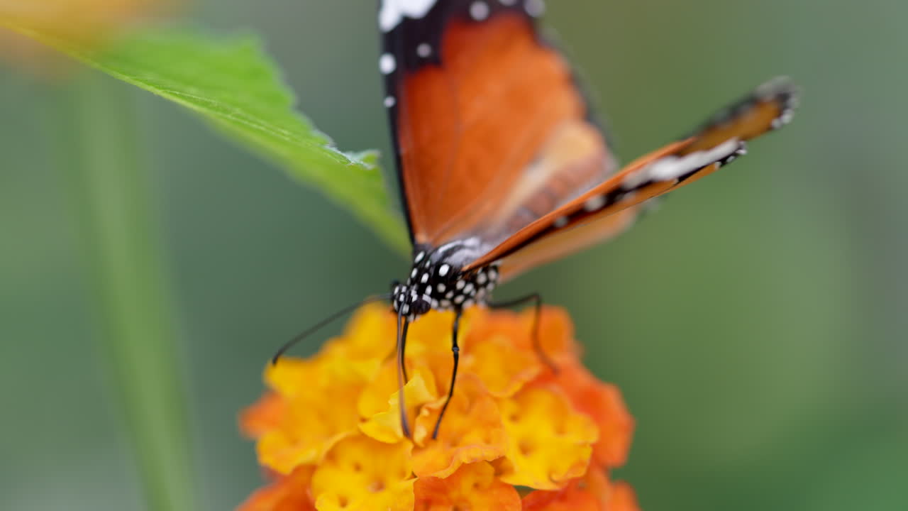 toma macro cinematográfica de mariposa monarca salvaje en pétalo naranja de flor durante la luz del sol