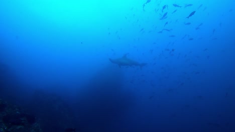 a hammerhead shark get scared and swims away quickly