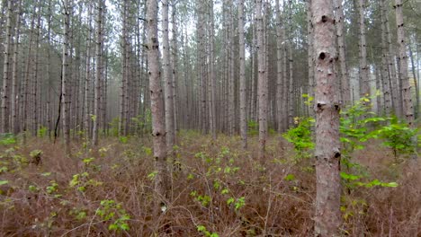 Tree-tunnel-by-Aerial-Drone-4K