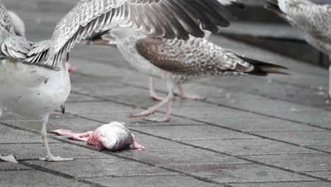 seagulls eating a fish on the street