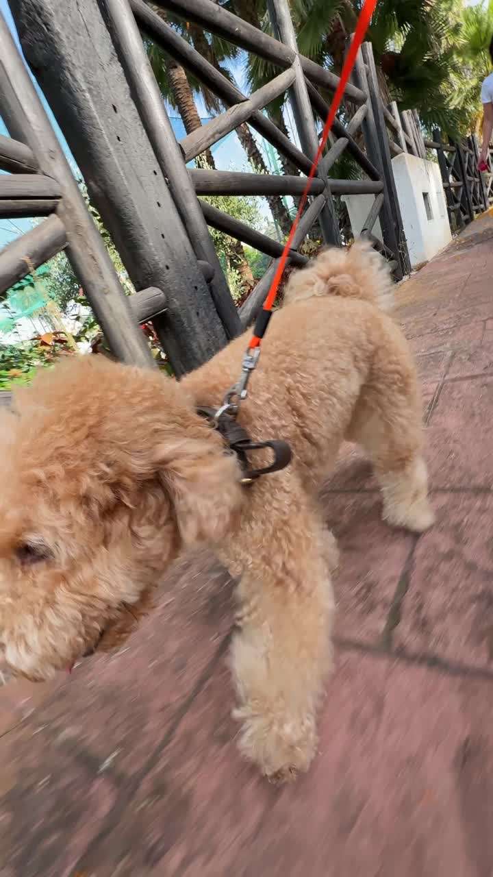 Fluffy Poodle on a Walk