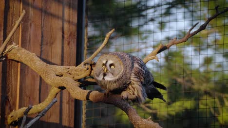 toma en cámara lenta de un gran búho gris preparándose para volar y atacar