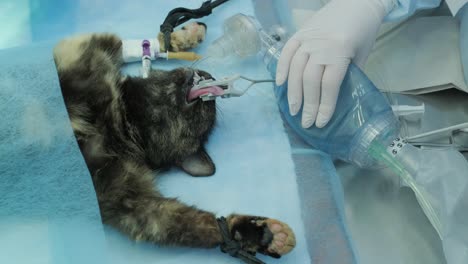 veterinarian surgeons in operating room doing cat neutering