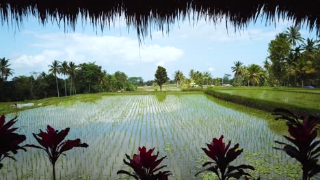 Drone-Shot-flying-backwards-through-a-Vacation-Villa-over-some-Rice-Paddies-in-Bali,-Indonesia