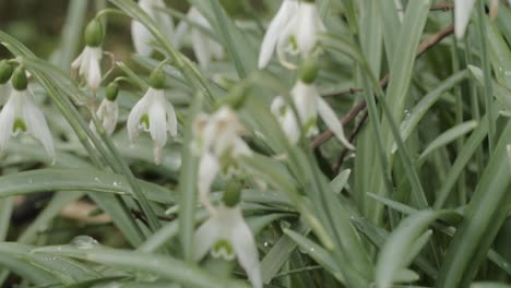 withering dying snowdrop flowers after rainfall signal change of season