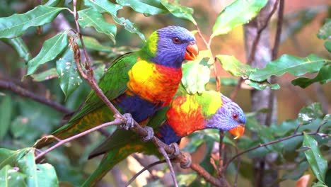 Two-chatty-rainbow-lorikeets,-trichoglossus-moluccanus-perched-side-by-side-on-tree-branch,-one-scratching-its-head-with-its-foot,-and-other-chirping-loudly-on-the-tree,-close-up-shot