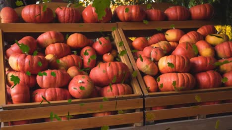 Animation-of-autumn-leaves-falling-over-pumkins-on-shelves