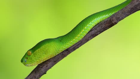 the white-lipped pit viper is a venomous pit viper endemic to southeast asia and is often found during the night waiting on a branch or limb of a tree near a body of water with plenty of food items