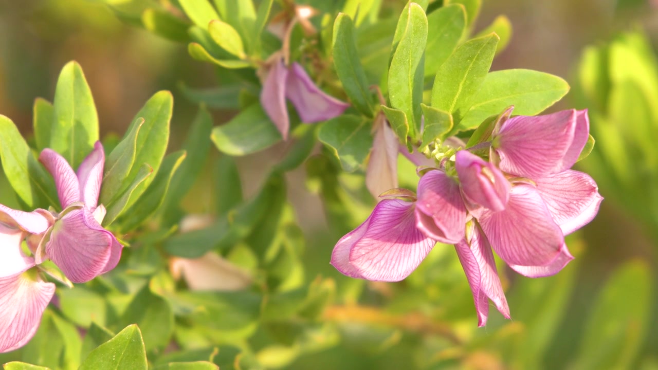 Primo piano di delicati fiori rosa che ondeggiano nella brezza