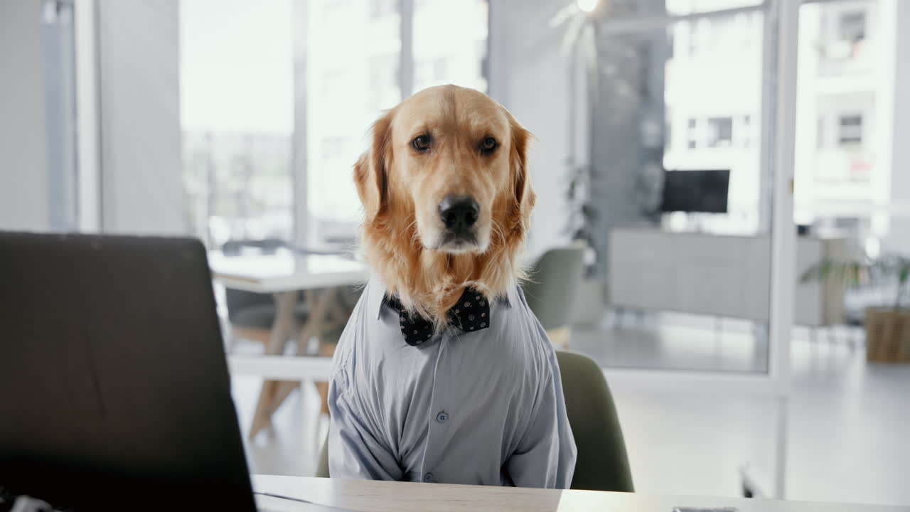A golden retriever dressed in business attire in an office