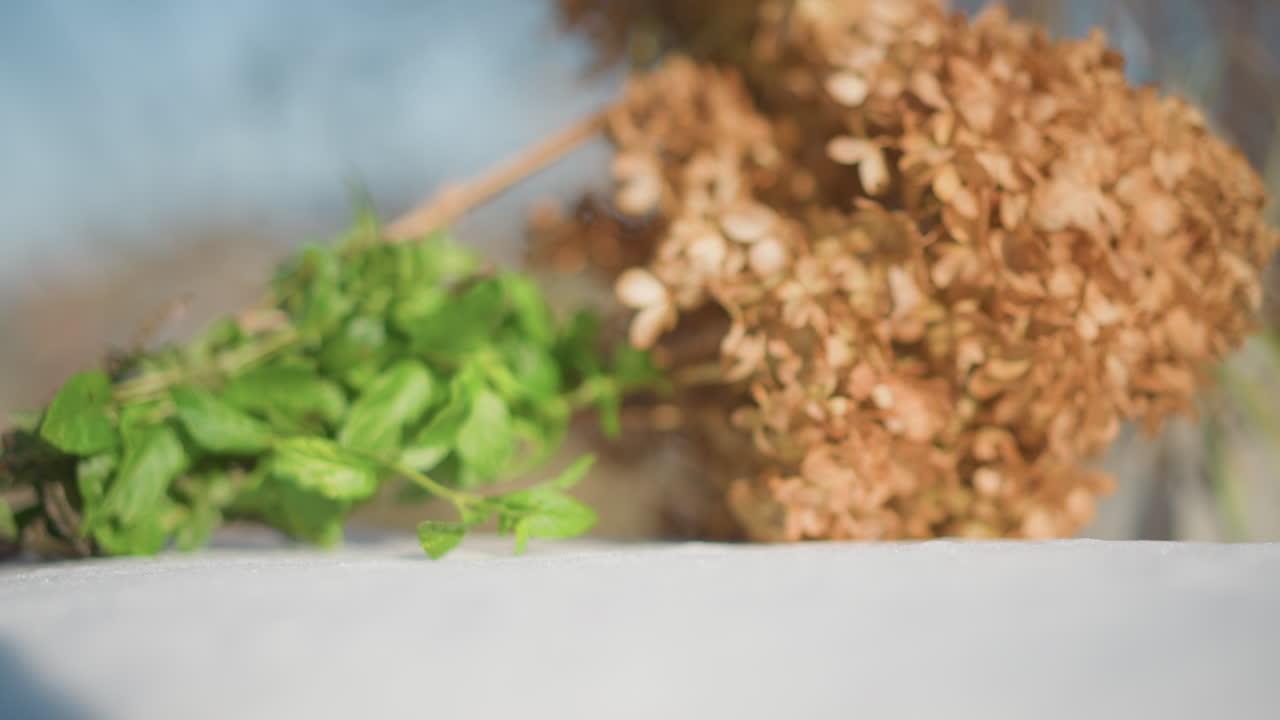Snow covered windowsill with green herb, dried hydrangea leaning, soft morning light, shallow depth of field, closeup texture, kitchen mood, calm wintertospring contrast, ingredient for home cook