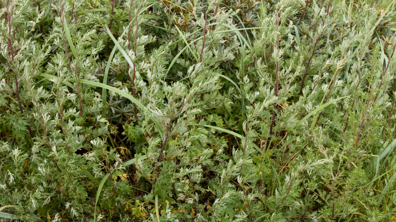 Dense wild plants and leaves sway gently in natural daylight, captured with a static camera