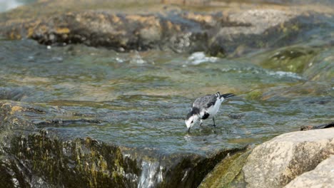 white wagtail or amur wagtail bird eating green algae in shallow running creek water flow on sunny day, japan