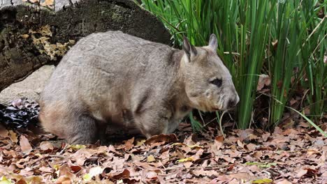 wombat erkundet und schnüffelt im wald herum