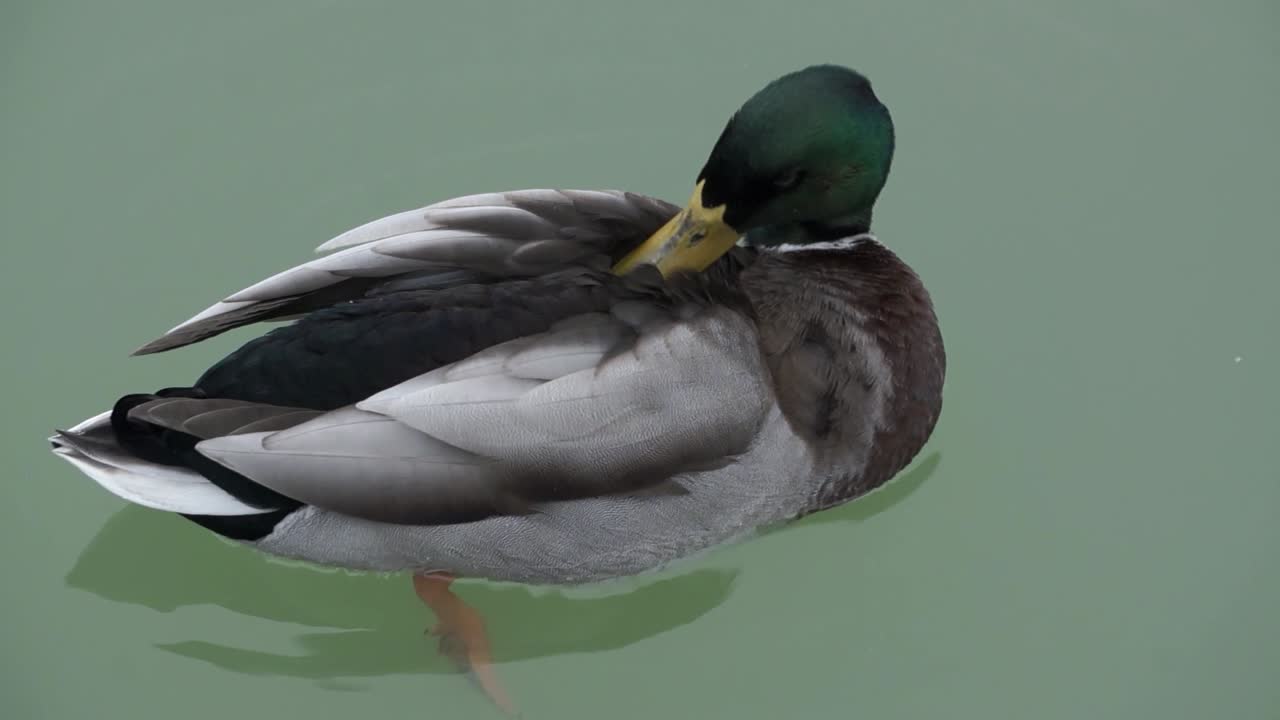 A duck sits in the water floating and cleaning himself.