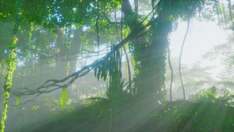 photo inside a rainforest covered in bright green moss