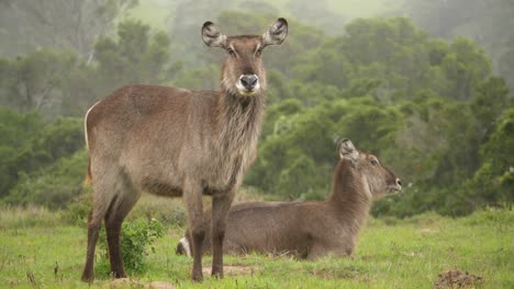 Front-view-of-female-waterbucks-resting-on-the-savannah