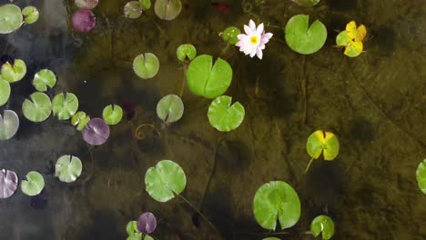 lily pads from the sky above | birds eye view looking down | close up | blooming flowers | summer lily pads | aerial drone shot | loc: kaloya park, kalamalka lake, oyama b