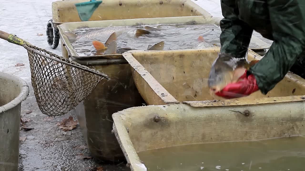 Fisherman sorting fish that's just been caught in the sea with people stock footage stock video