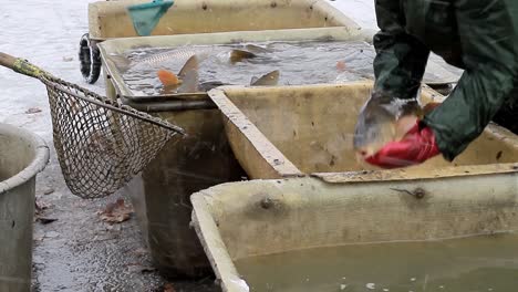 fisherman sorting fish that's just been caught in the sea with people stock footage stock video