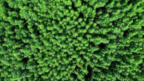 aerial: camera down shot of slowly ascending drone with reveal shot of vast waving in the wind cannabis weed or hemp plants field on a brigt day