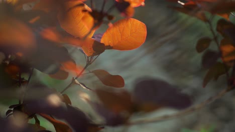 illuminated orange, purple leaves swaying in the wind, closeup