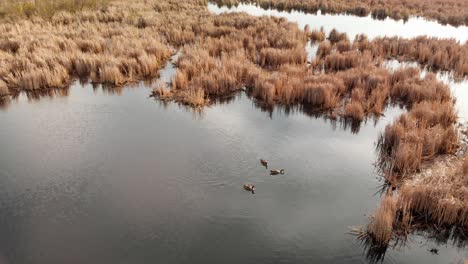 Gansos-Canadienses-Nadando-En-Un-Estanque-Rodeado-Por-Un-Pantano