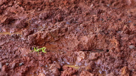 green praying mantis walking on mud