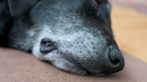 a view of a senior black dog's nose as it sleeps on the floor at home