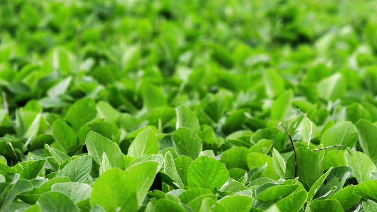 frondosas plantas de soja susurrando en el viento en una granja en brasil