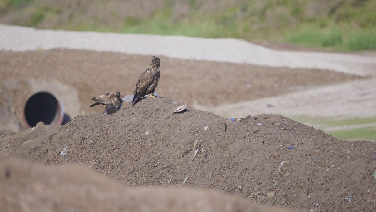 Golden eagles standing and landing on mound with vultures and other birds flying by